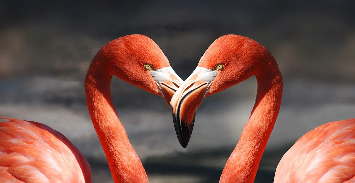 Fly With Flamingos — The Miami of Minnesota
